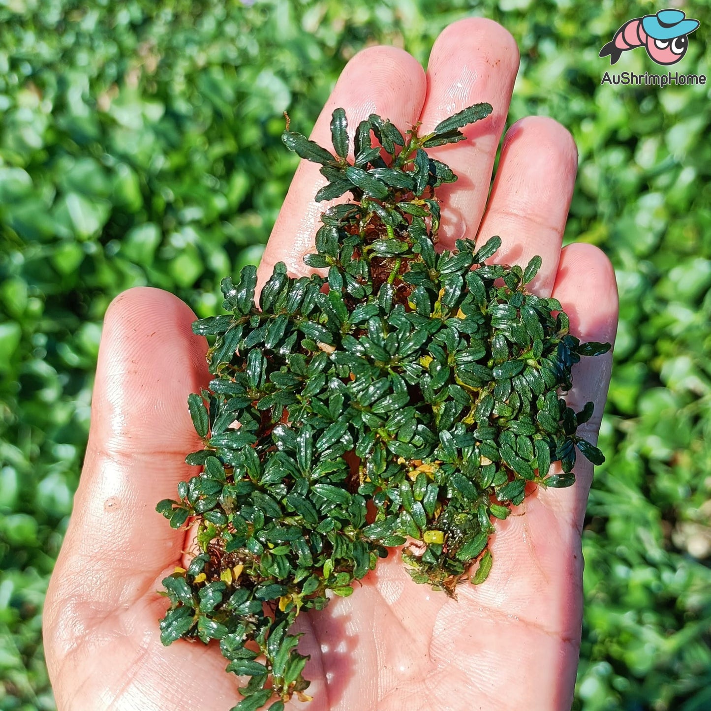 Mixed Super Mini Bucephalandra | Super Rare