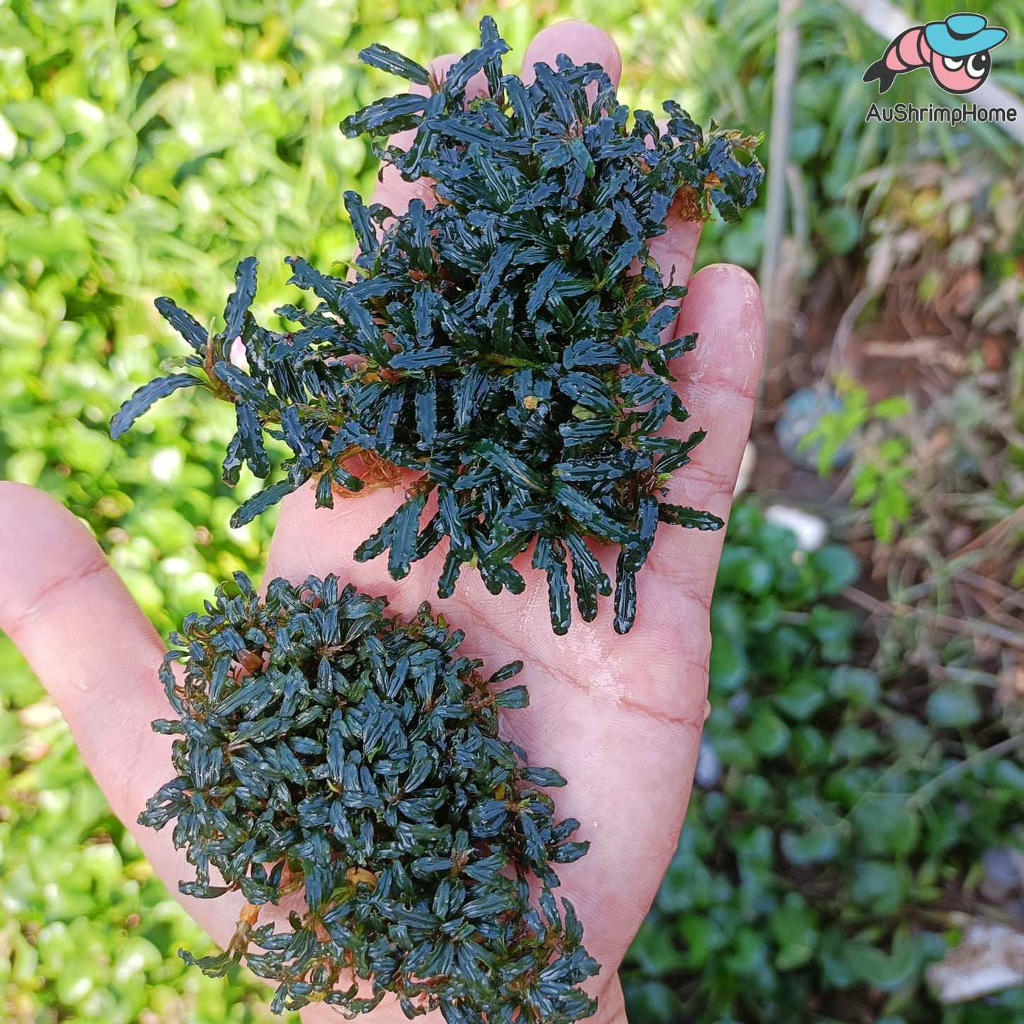 Mixed Super Mini Bucephalandra | Super Rare