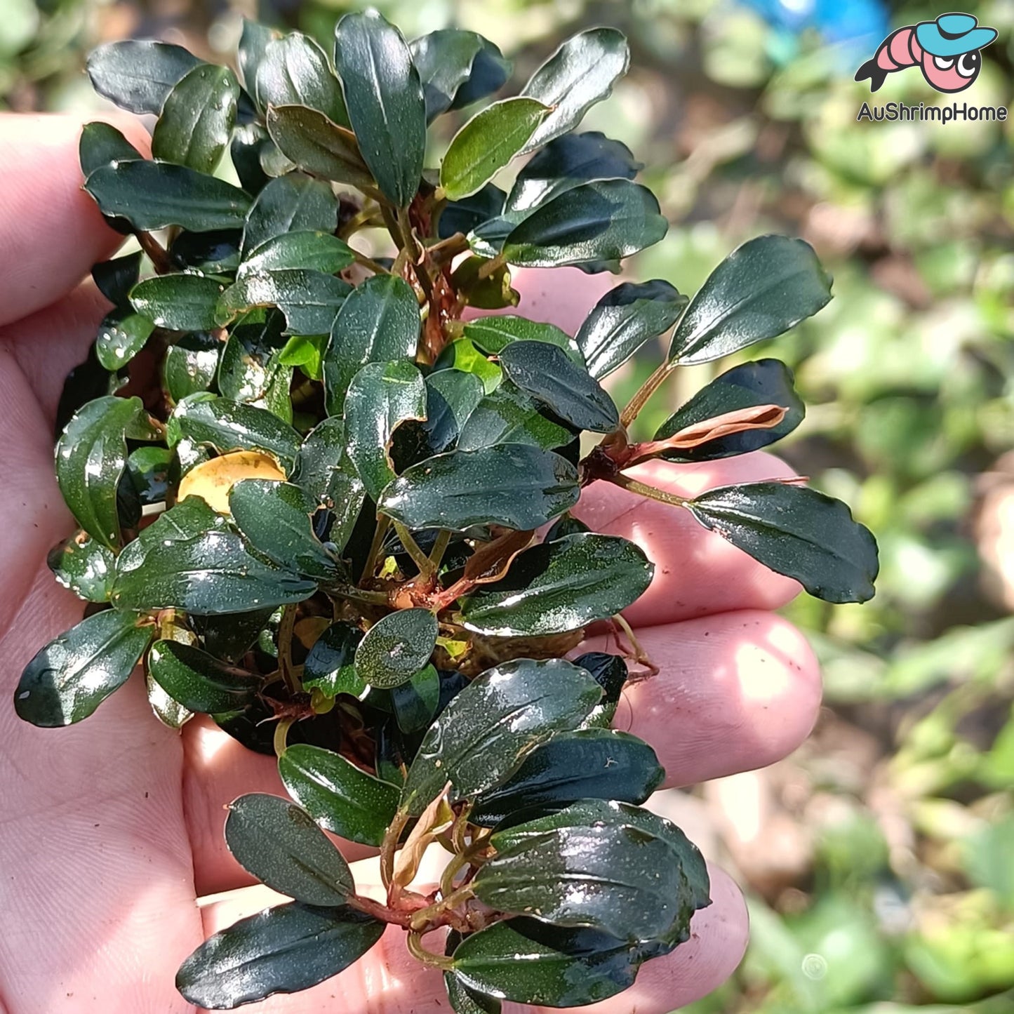 Mixed Mini Bucephalandra | Super Rare
