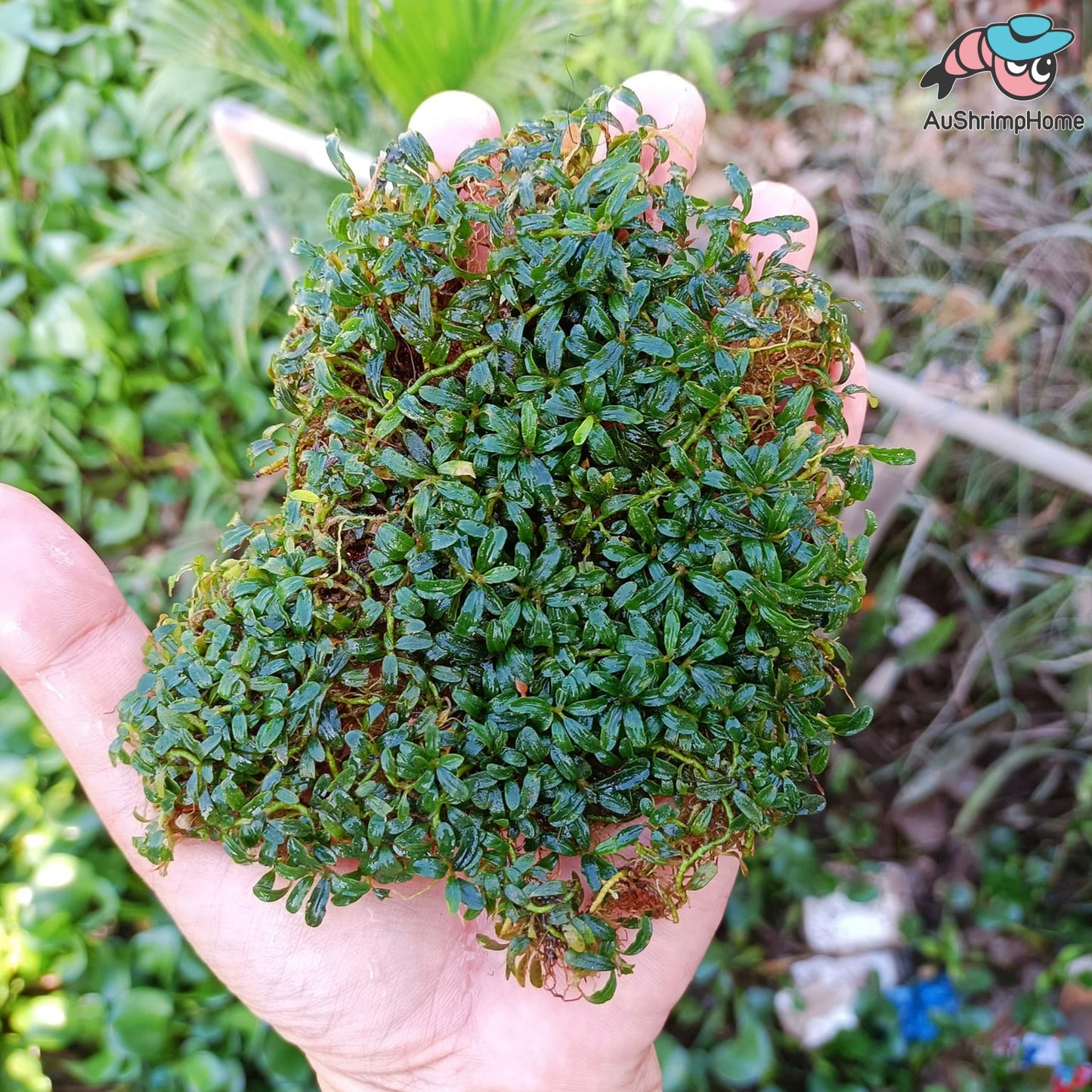 Mixed Super Mini Bucephalandra | Super Rare