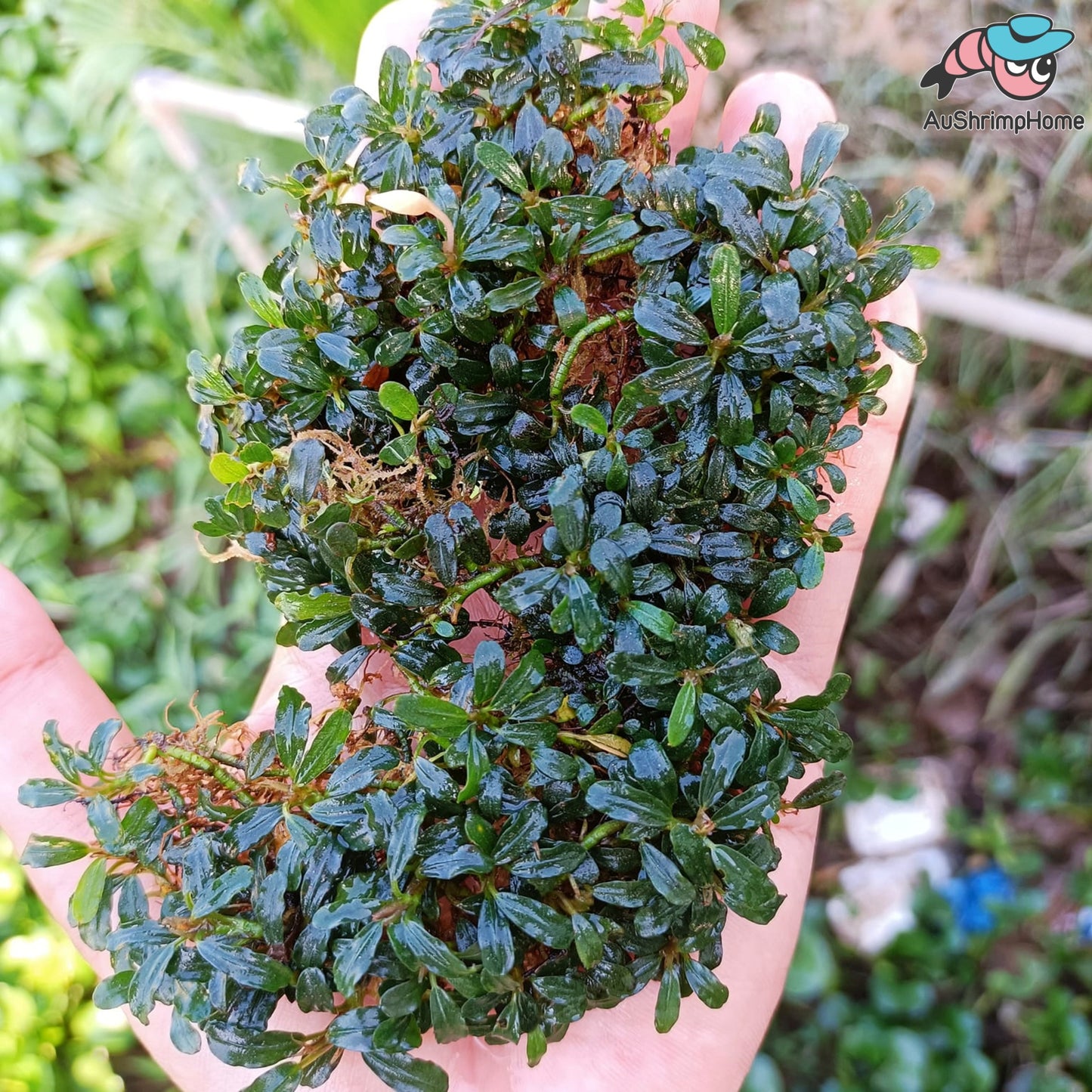 Mixed Super Mini Bucephalandra | Super Rare