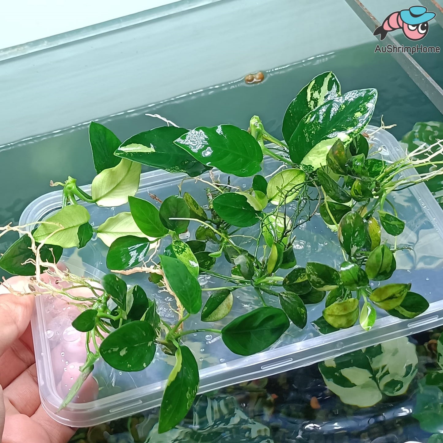 Anubias Panda | Super Rare
