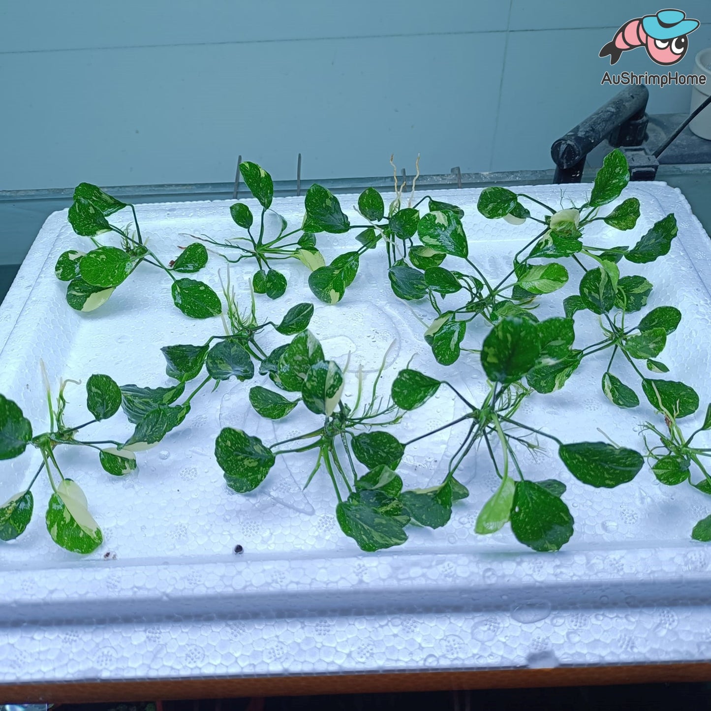 Anubias Var Classic | Super Rare