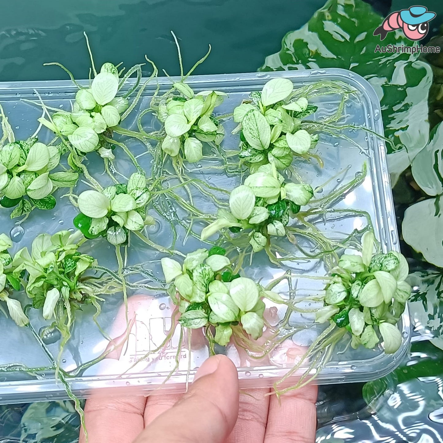 Anubias White | Rare