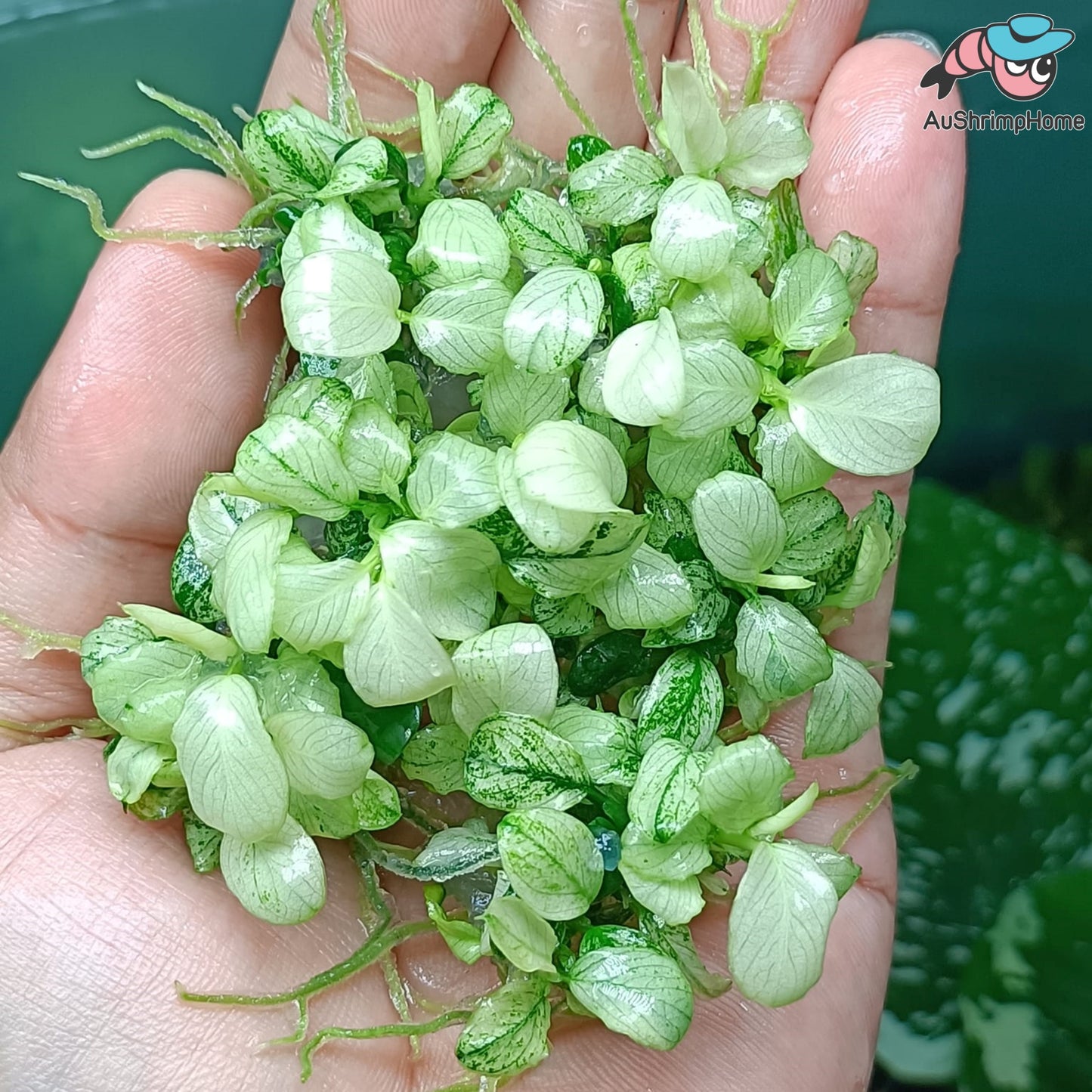 Anubias White | Rare