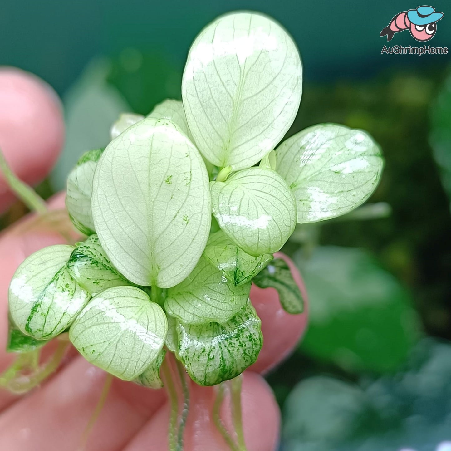 Anubias White | Rare