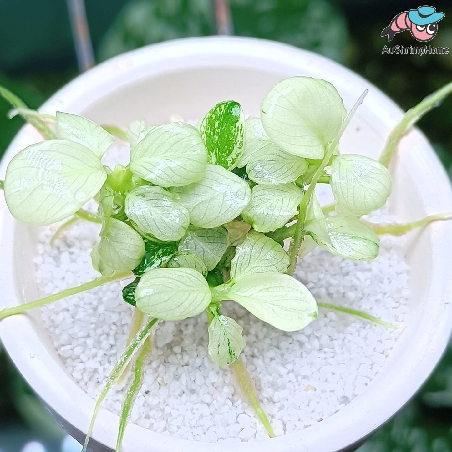 Anubias White | Rare