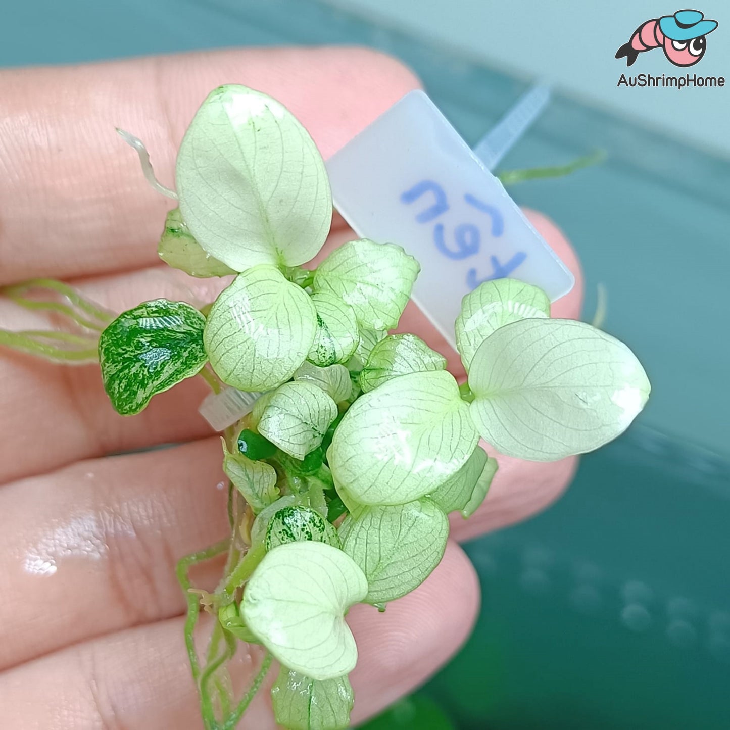 Anubias White | Rare