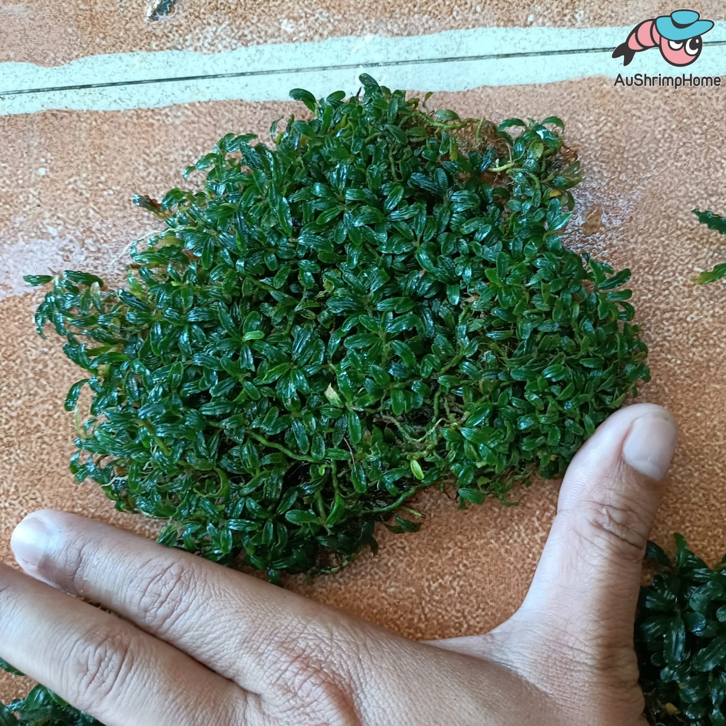 Mixed Super Mini Bucephalandra | Super Rare