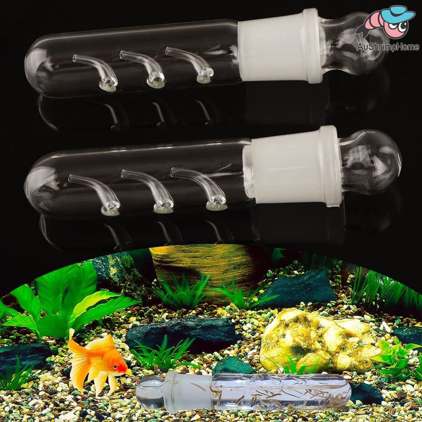 Planaria Trap Glass 3 Holes