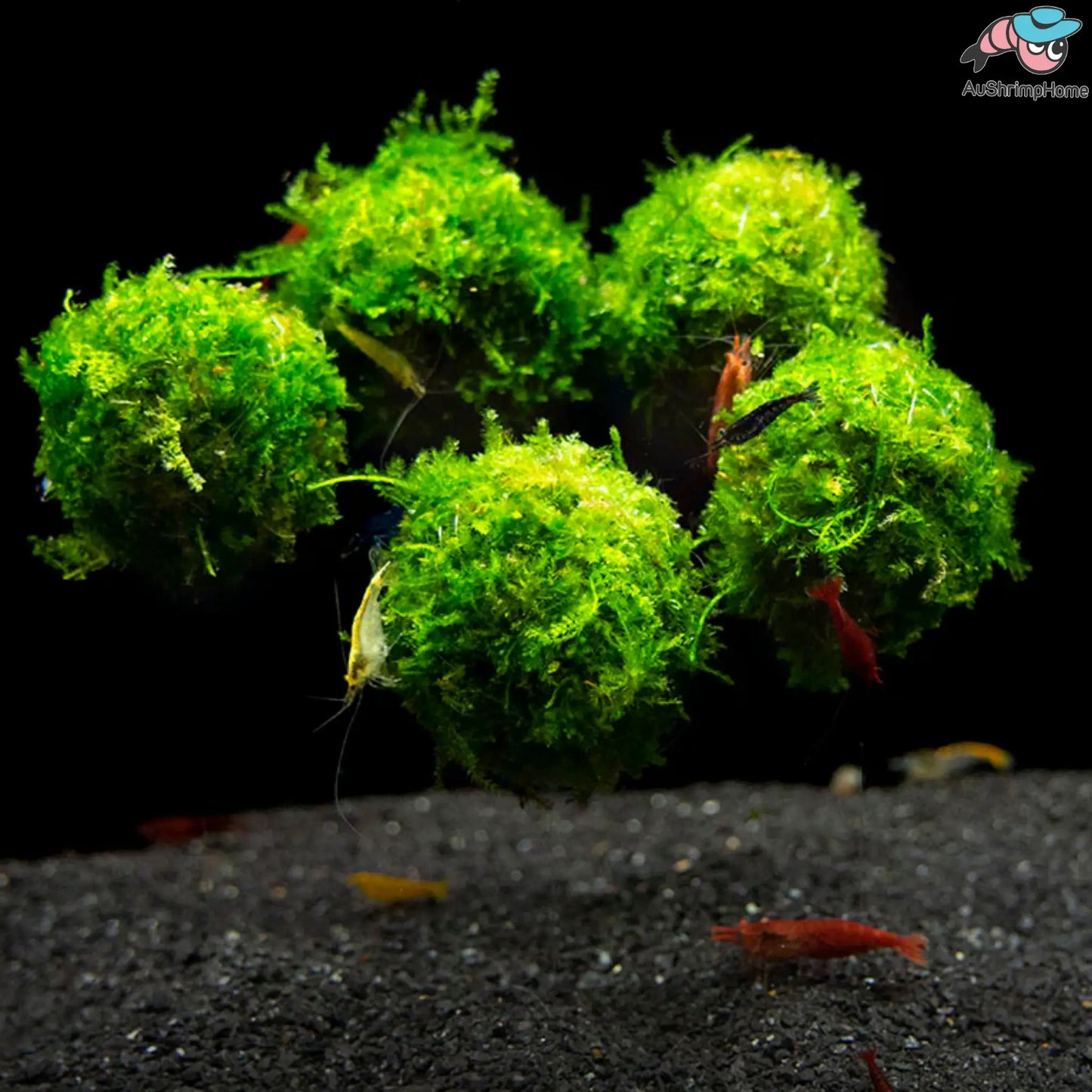 Big Floating Moss Ball | Moss not included