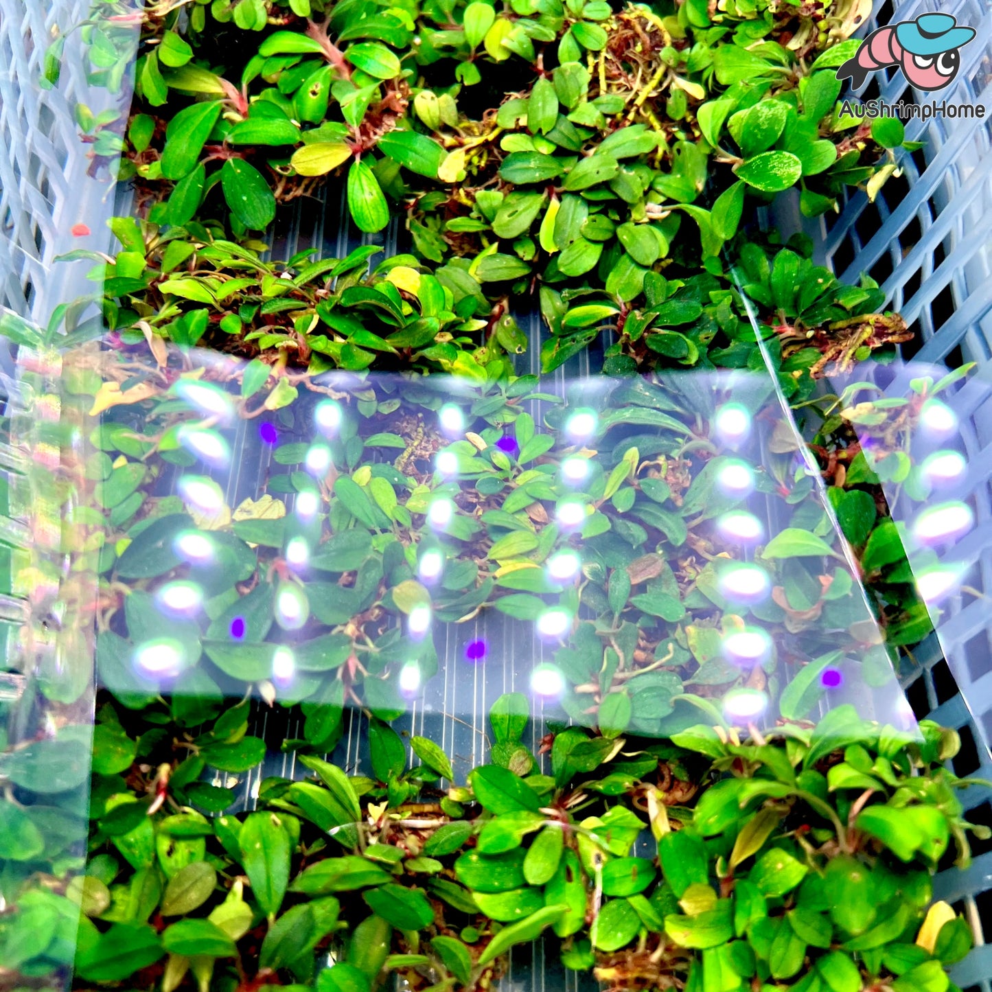 Mixed Mini Bucephalandra | Super Rare