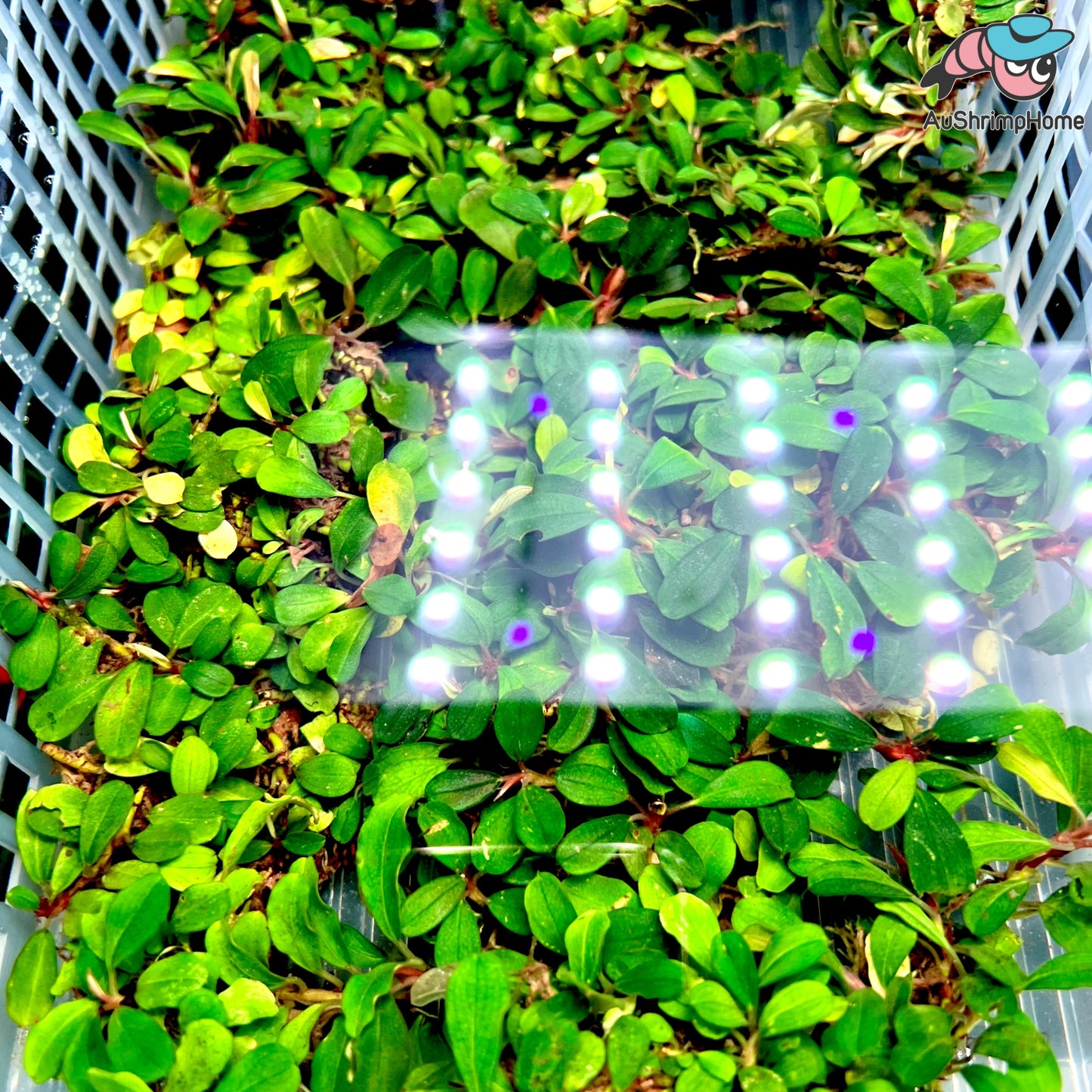 Mixed Mini Bucephalandra | Super Rare