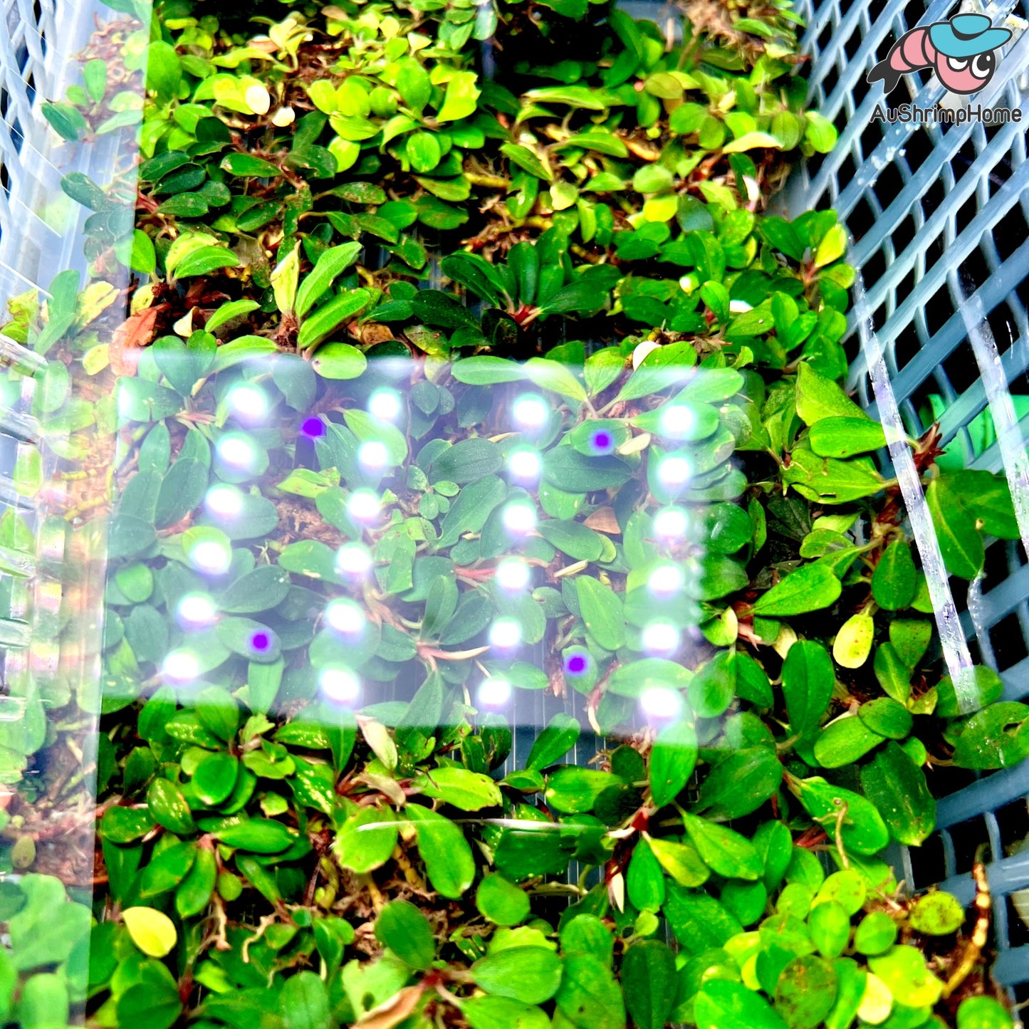 Mixed Mini Bucephalandra | Super Rare