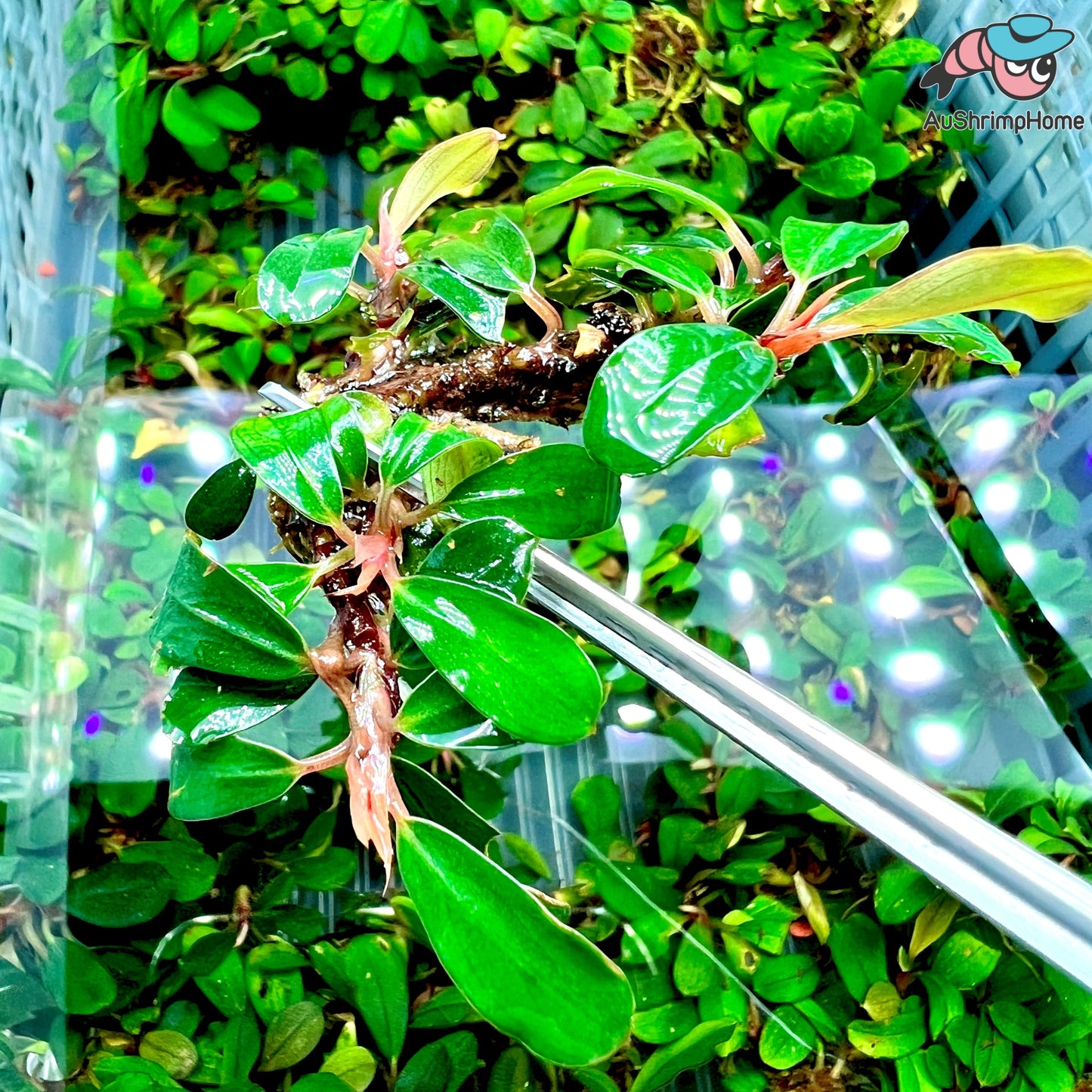 Mixed Mini Bucephalandra | Super Rare