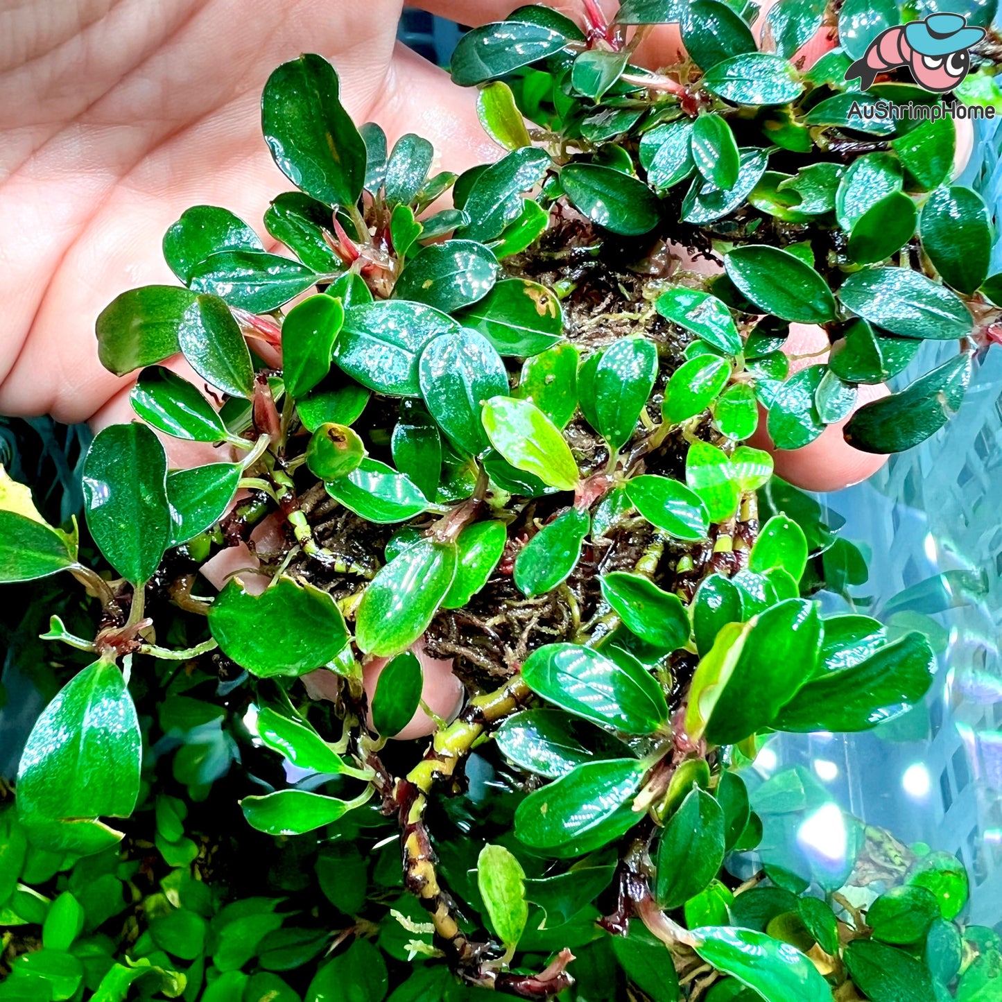 Mixed Mini Bucephalandra | Super Rare