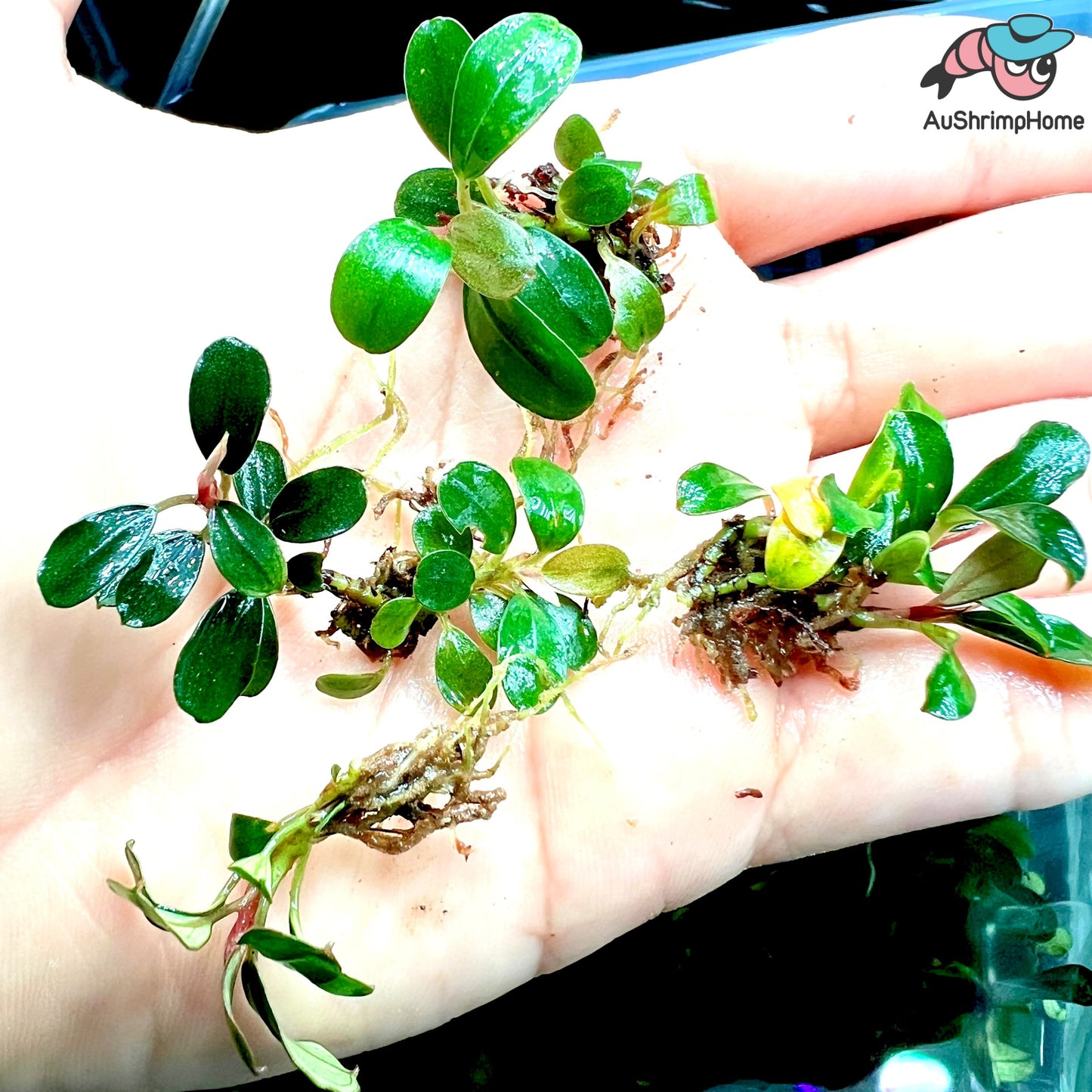 Mixed Mini Bucephalandra | Super Rare