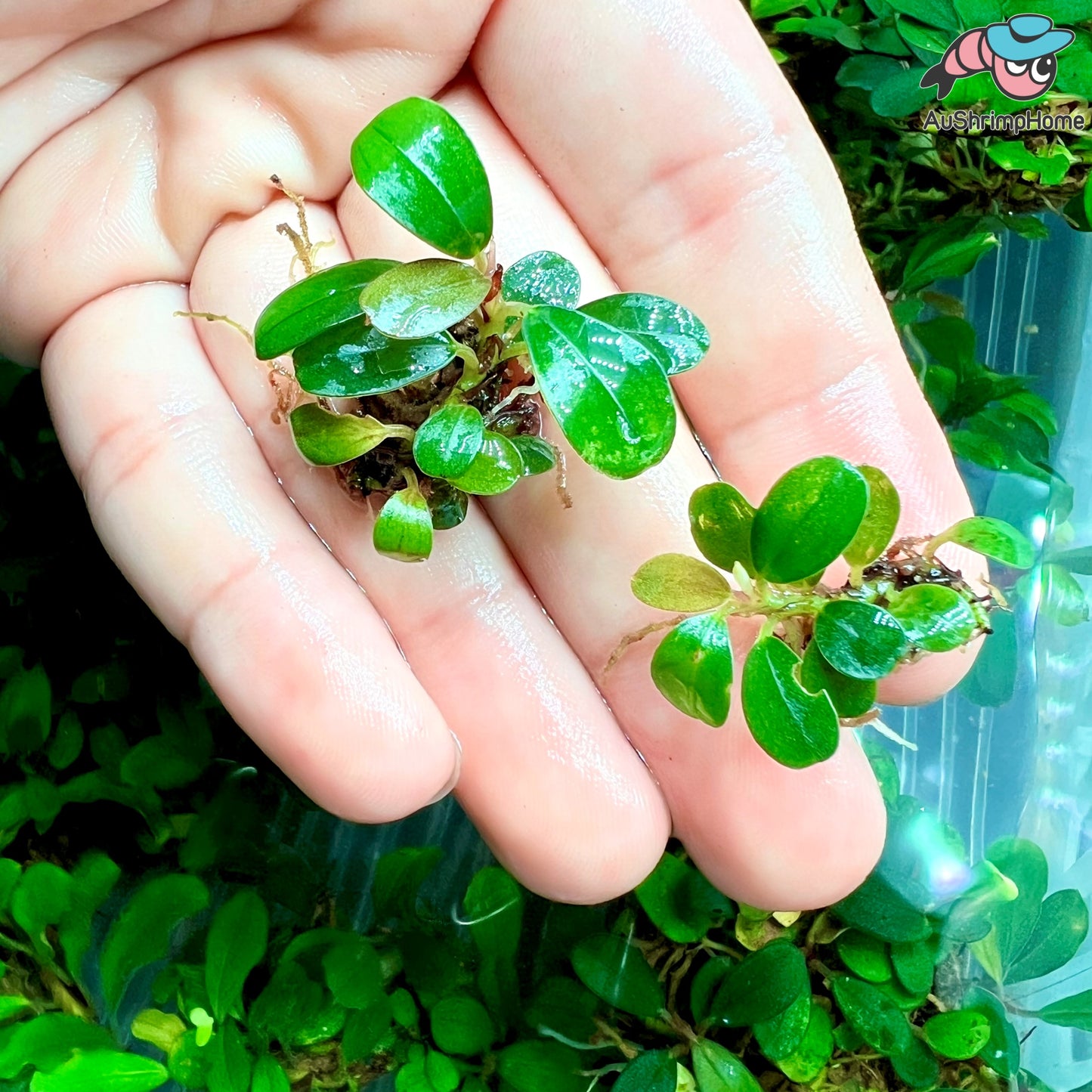 Mixed Mini Bucephalandra | Super Rare
