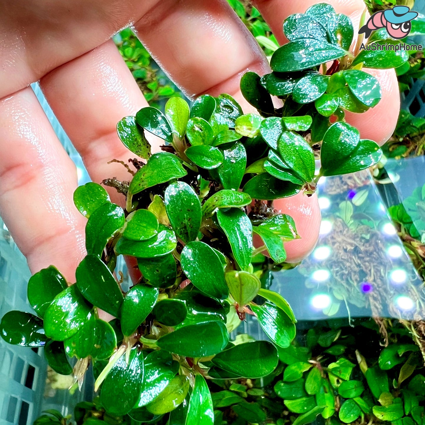 Mixed Mini Bucephalandra | Super Rare