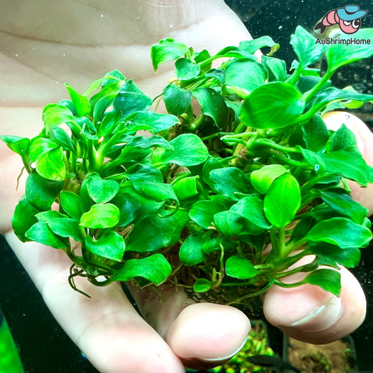 Anubias Nana Wave Leaf | Super Rare