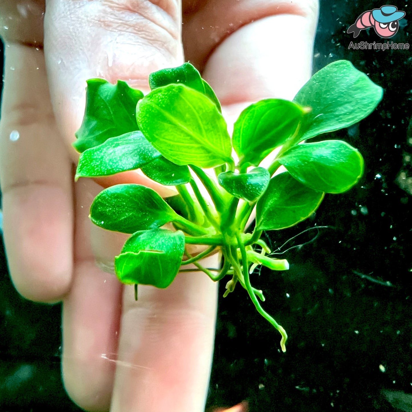 Anubias Nana Wave Leaf | Super Rare