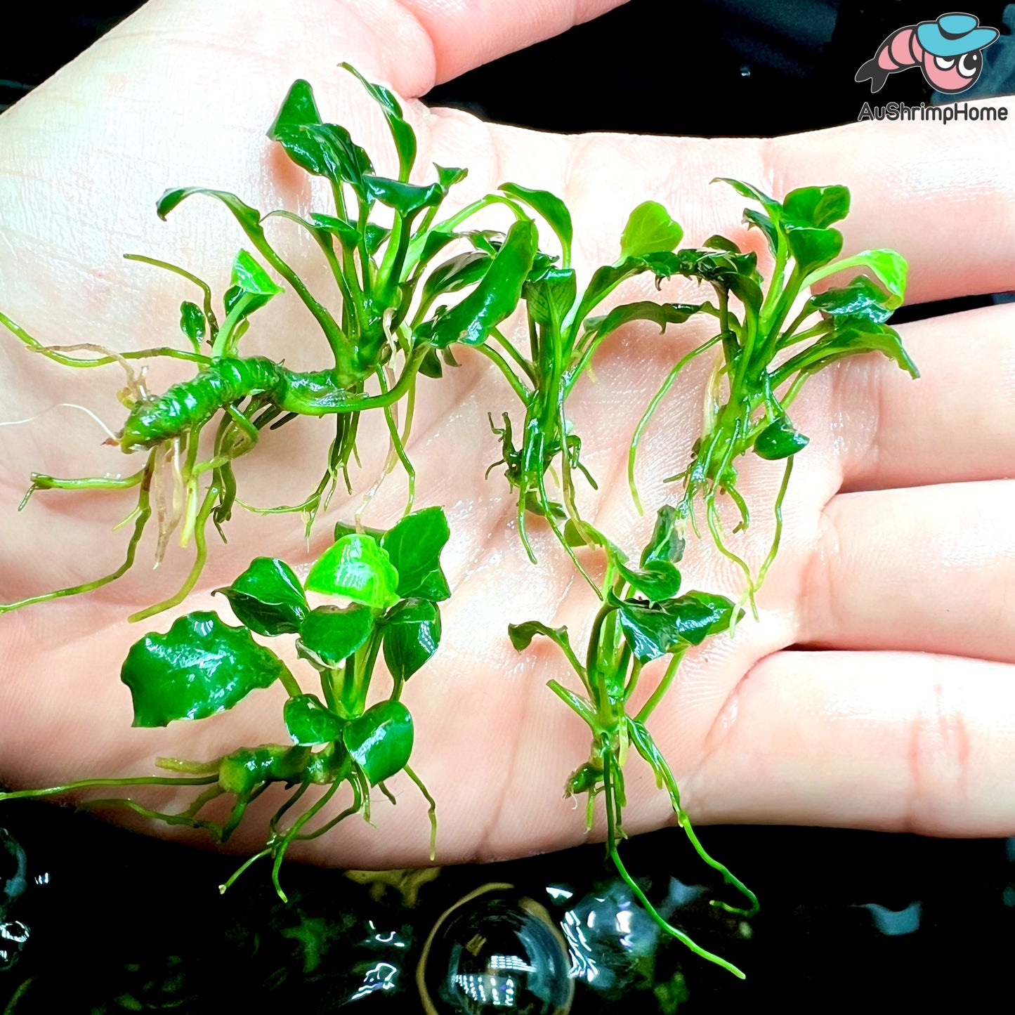 Anubias Nana Wave Leaf | Super Rare
