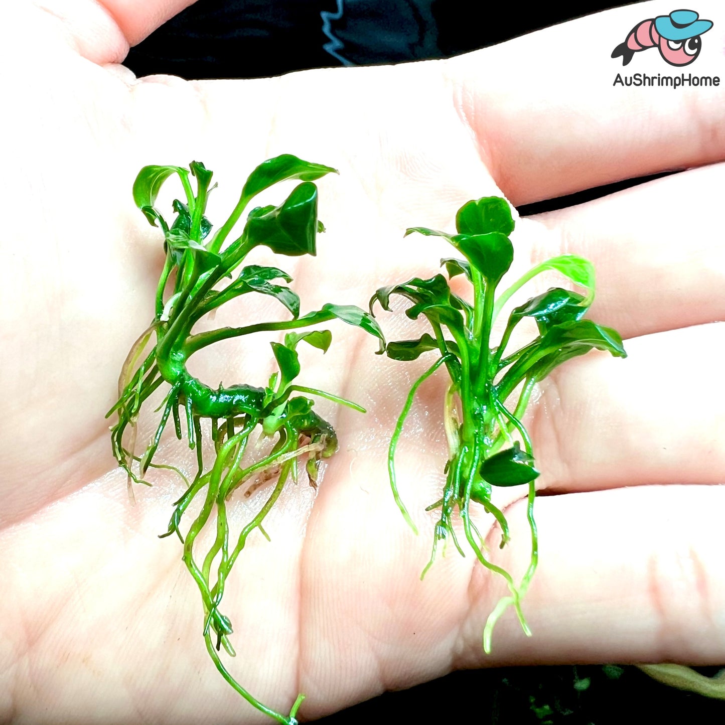 Anubias Nana Wave Leaf | Super Rare
