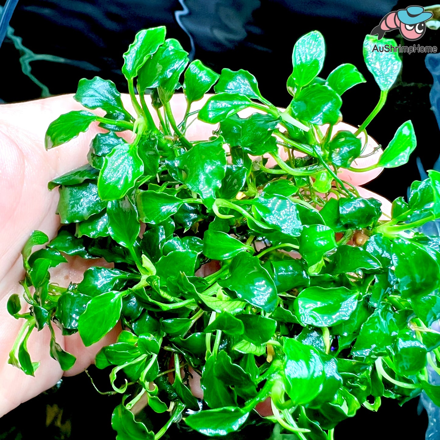 Anubias Nana Wave Leaf | Super Rare