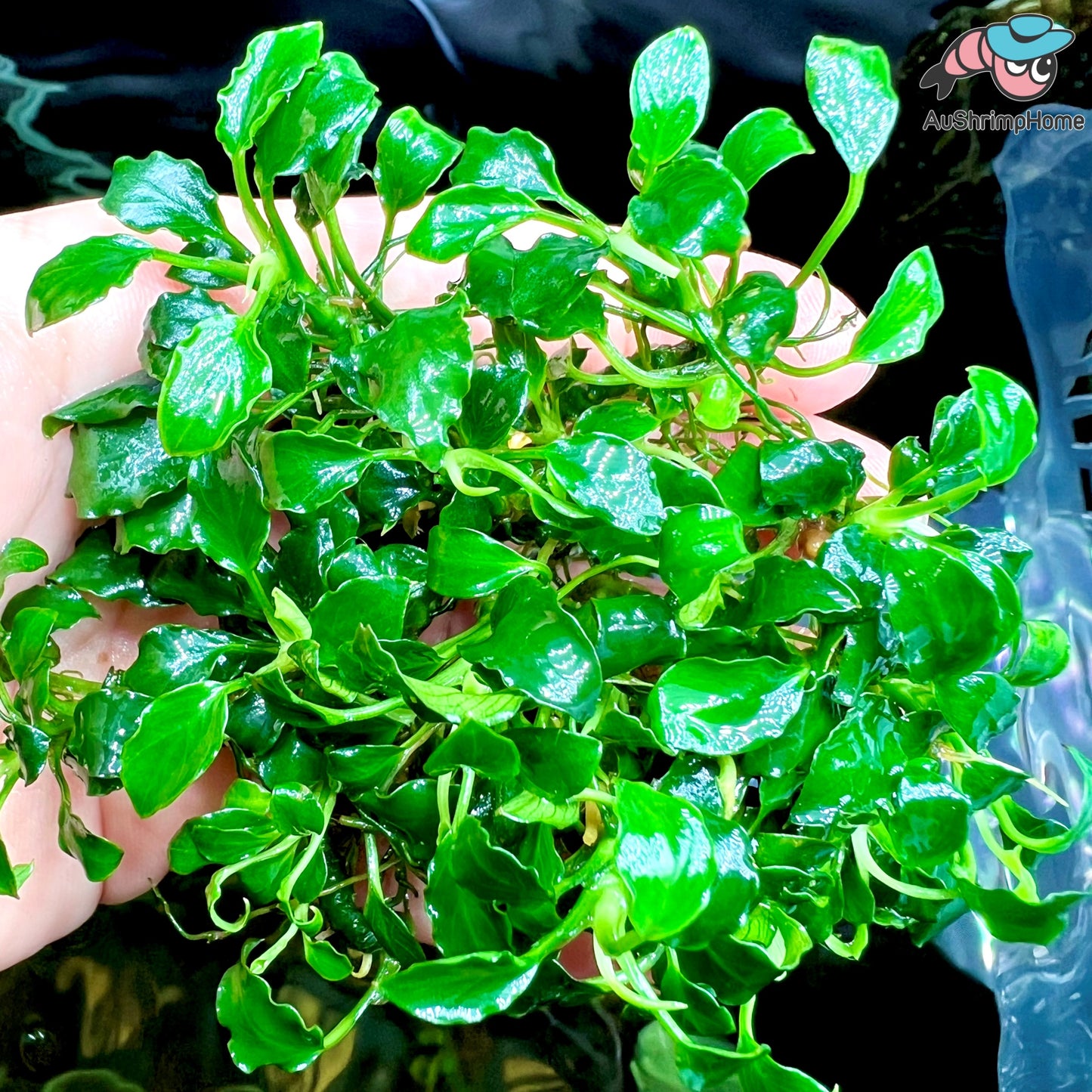Anubias Nana Wave Leaf | Super Rare