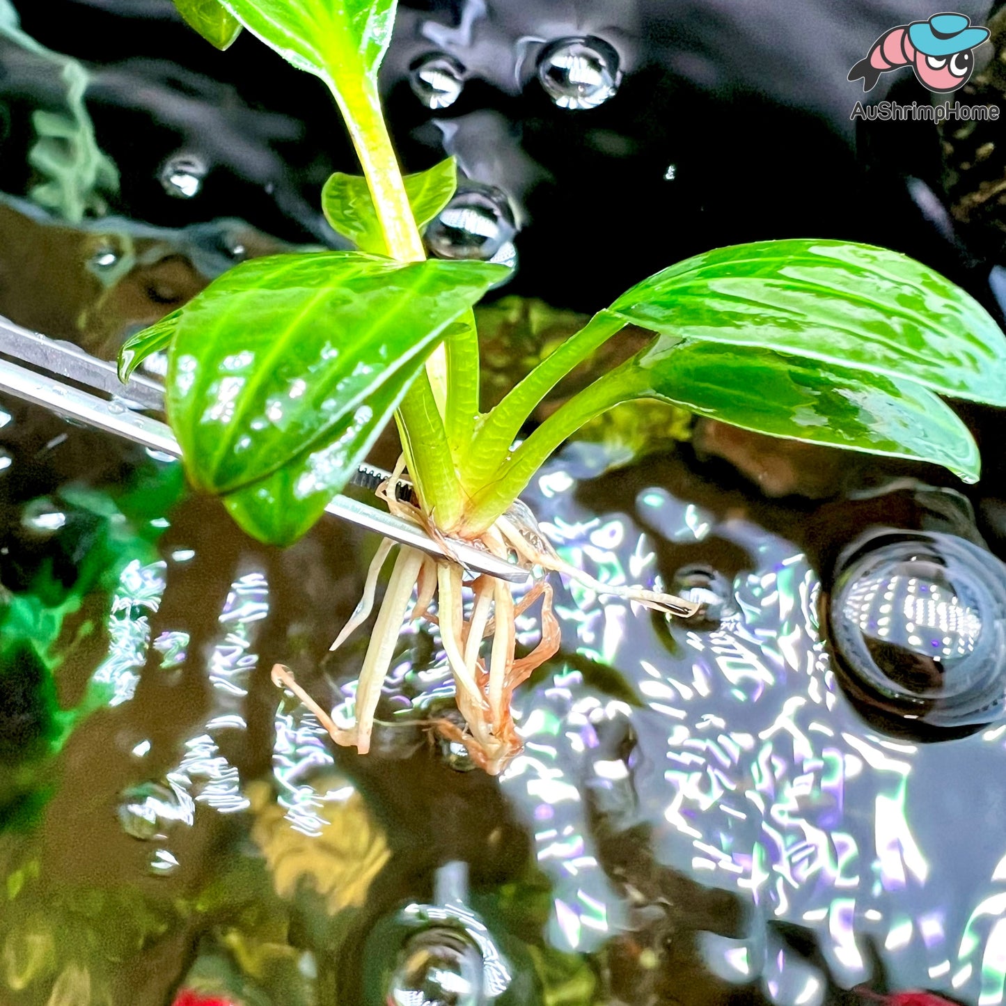 Echinodorus Iguazu 09 | Rare