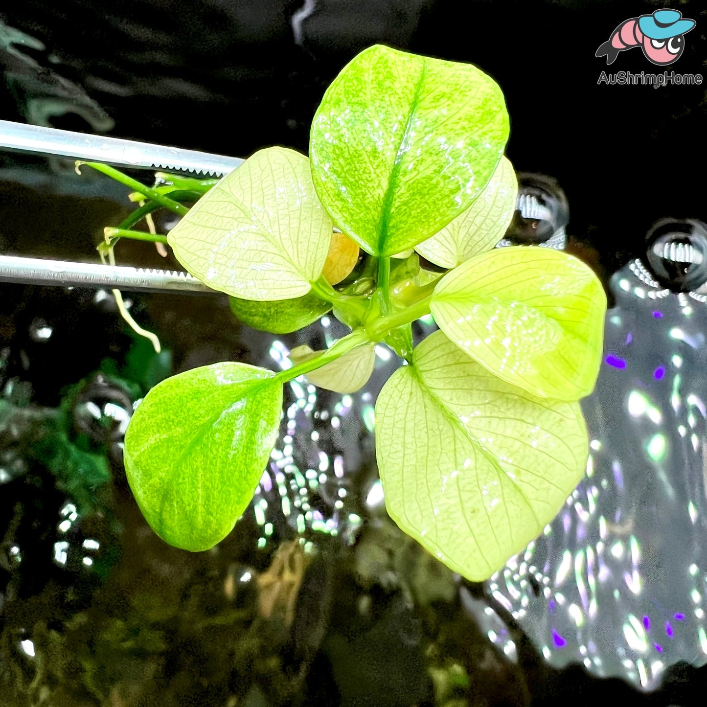 Anubias Broad White | Super Rare
