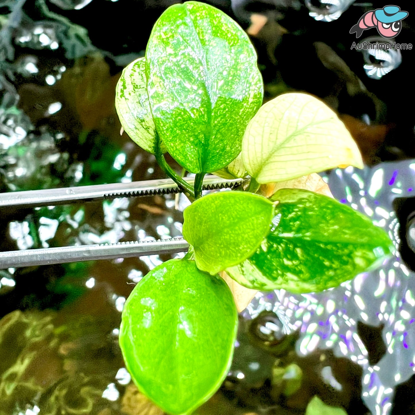 Nana Pinto | Anubias barteri var. "nana pinto"