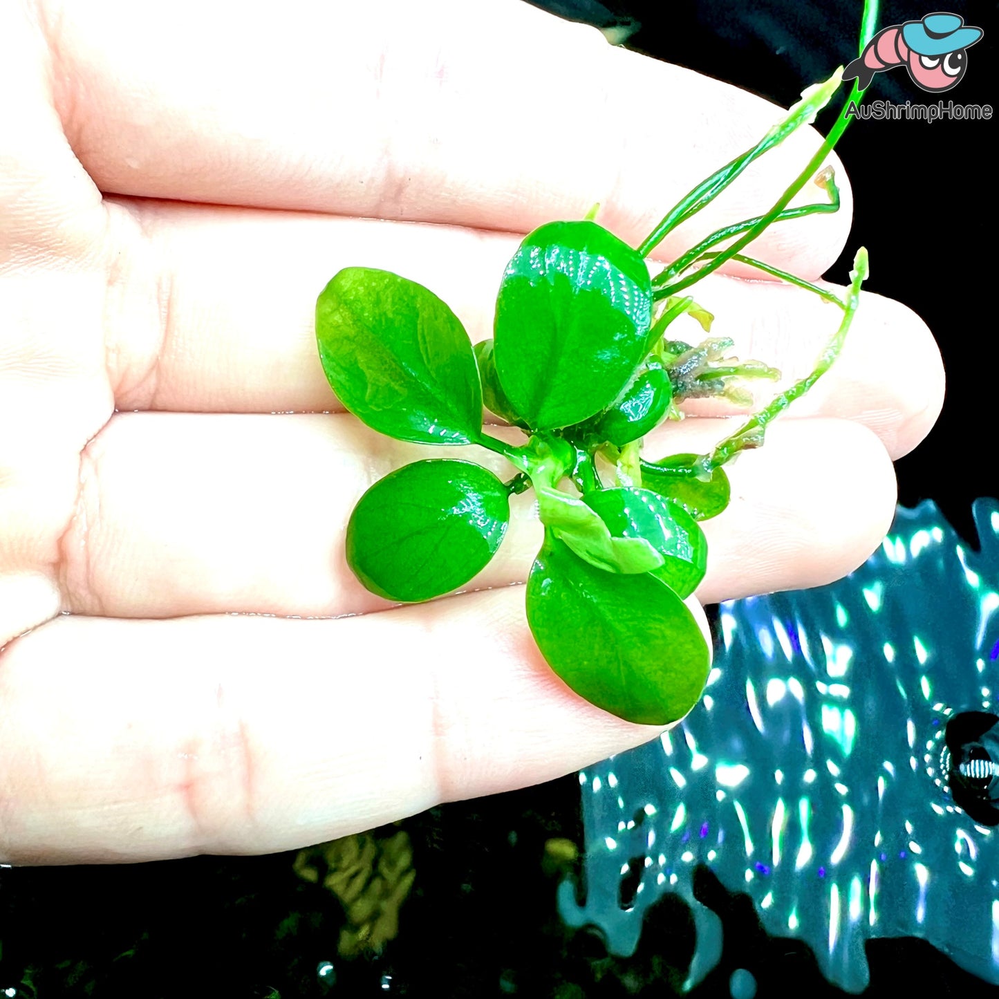 Nana Petite | Anubias barteri “petite”
