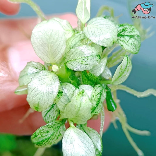 Anubias White | Rare