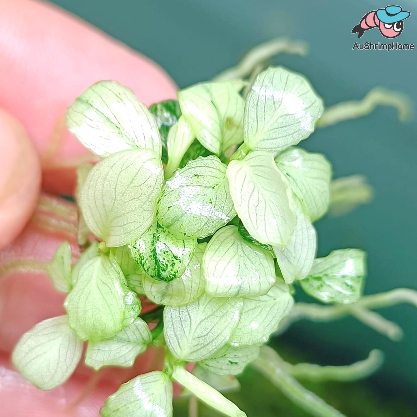 Anubias White | Rare