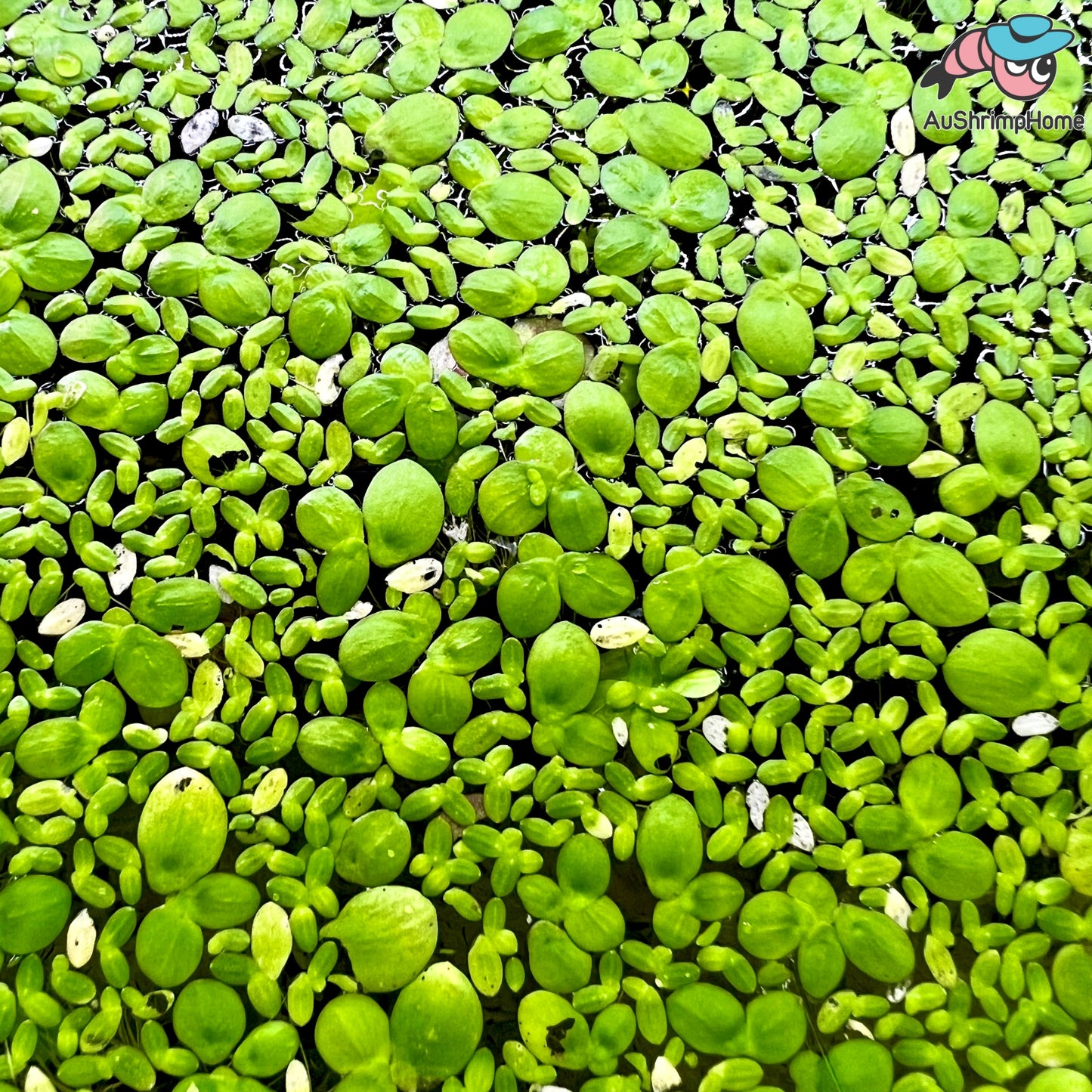 Mix Giant & Small Duckweed