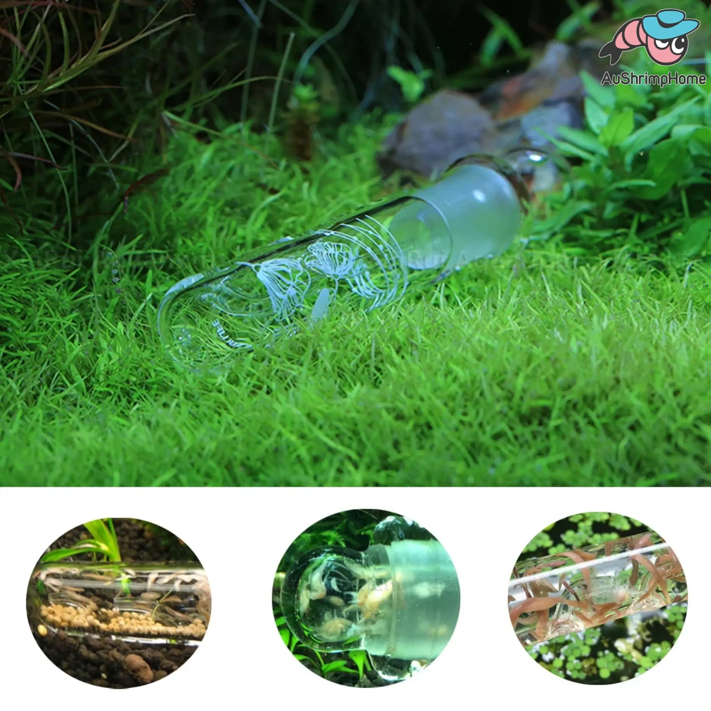 Planaria Trap Glass 3 Holes