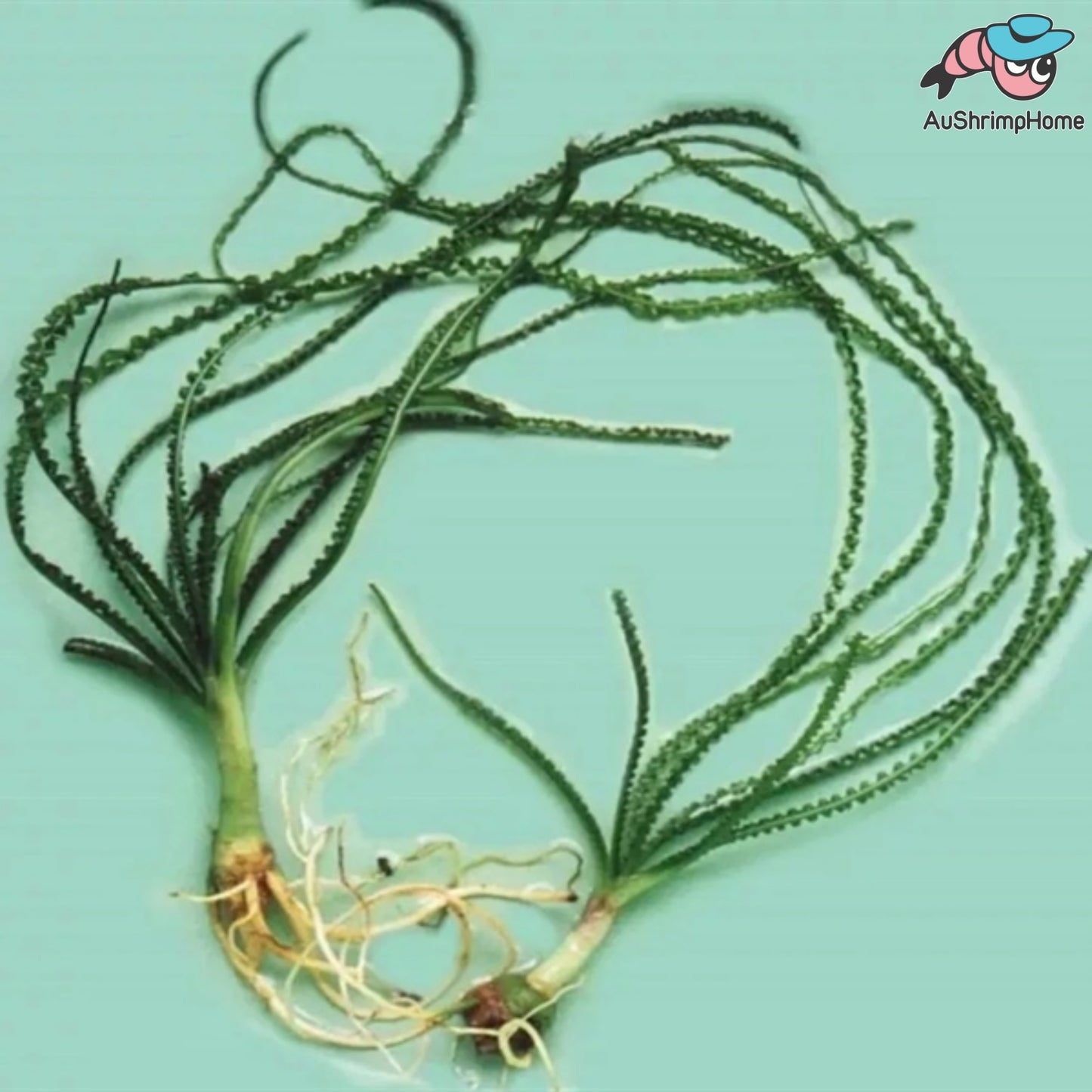 Crinum Calamistratum | Extremely Rare !!!! Supper Sale !!!!
