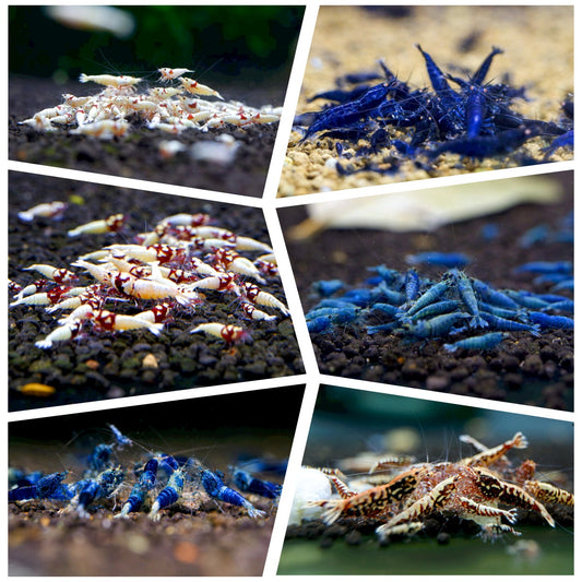 Mix Caridina | Caridina Collection !!!FLASH SALE!!!