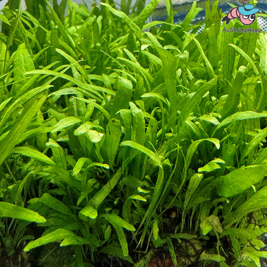 SALE!!! Microsorum pteropus ‘Nymph’ | Fern Dome