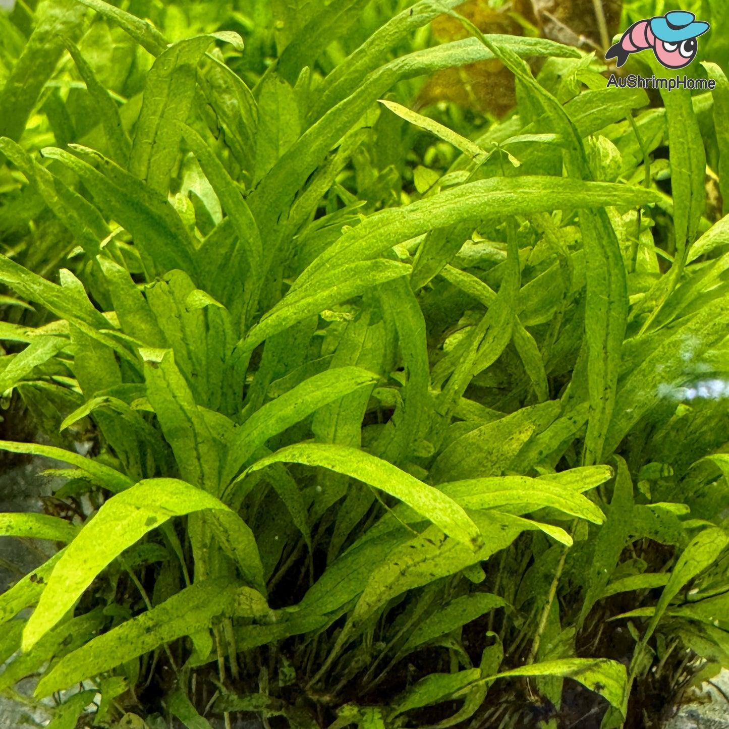 SALE!!! Microsorum pteropus ‘Nymph’ | Fern Dome