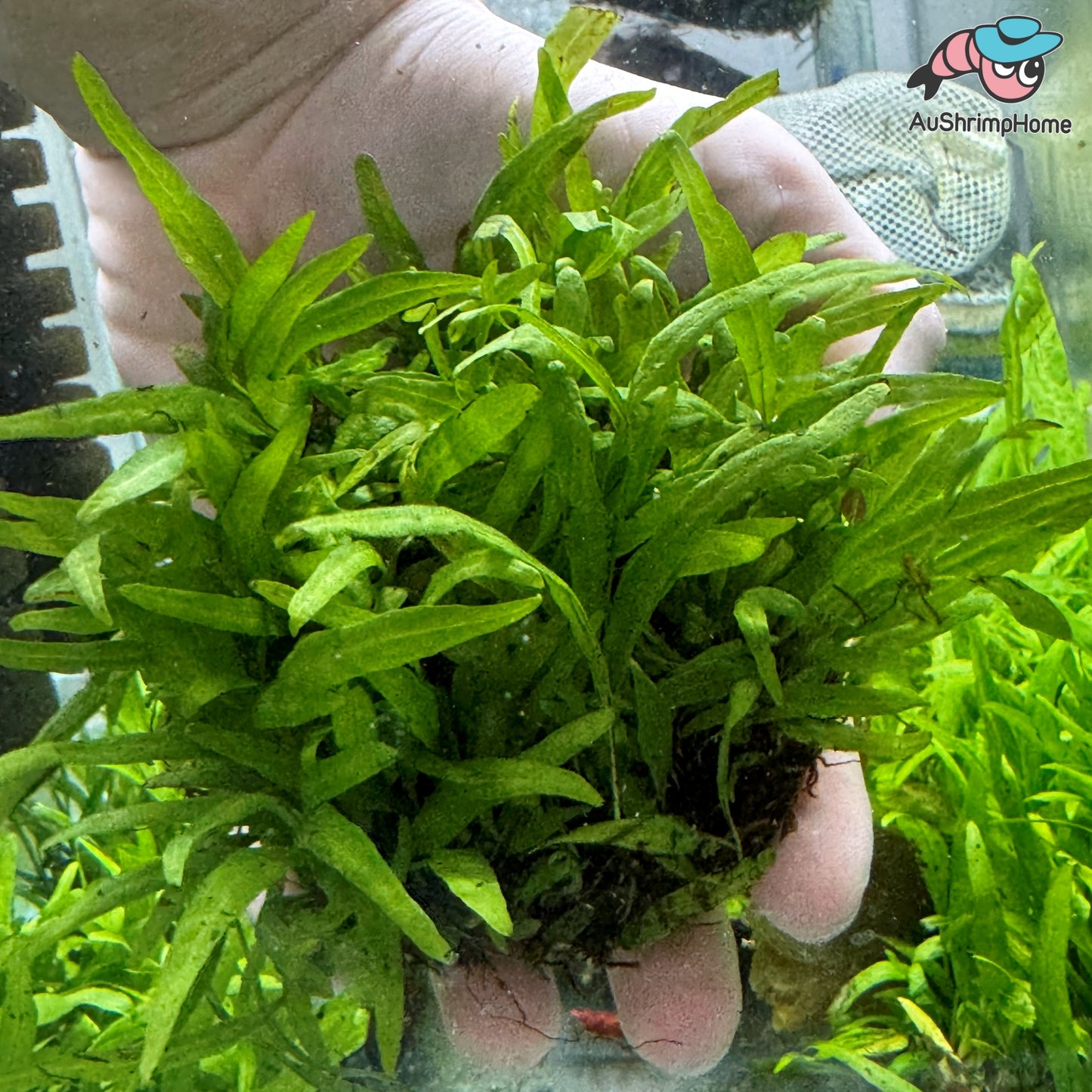 SALE!!! Microsorum pteropus ‘Nymph’ | Fern Dome
