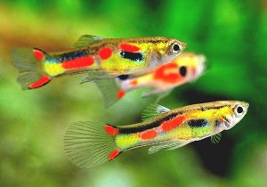 Endler Guppies