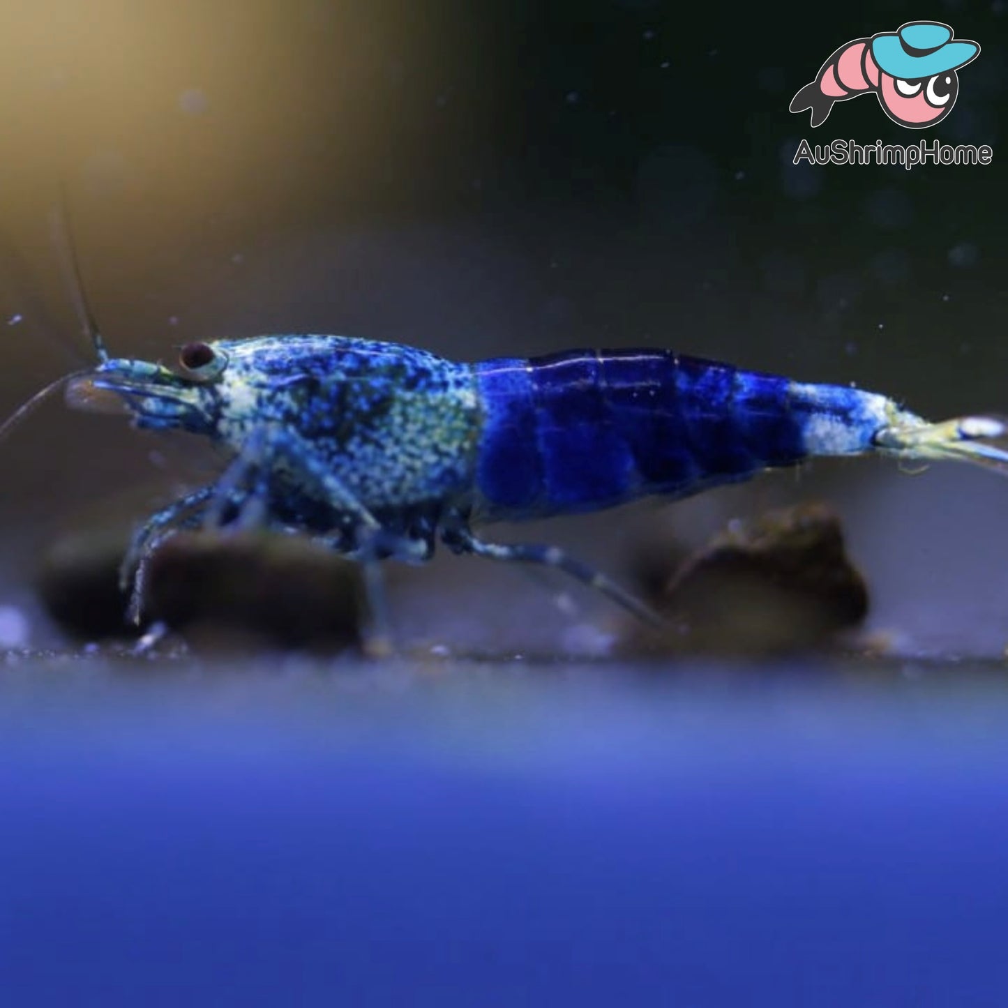 Blue Ocean | Comming Soon