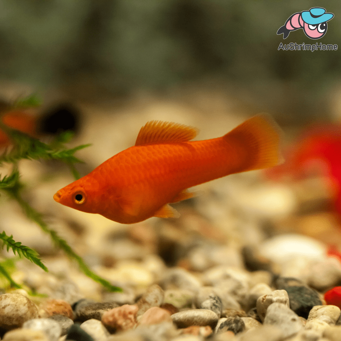 Swordtail | Red