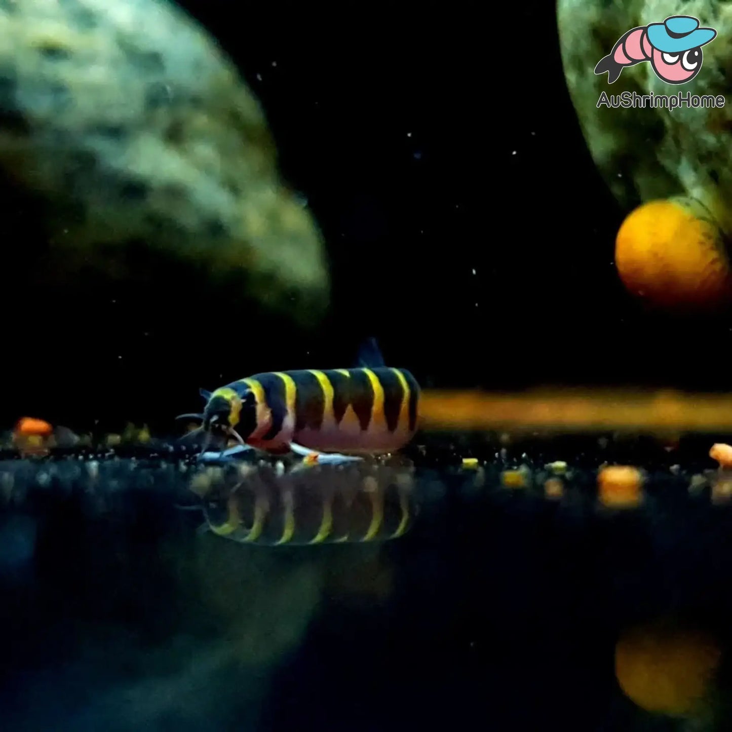 Striped Kuhli Loach
