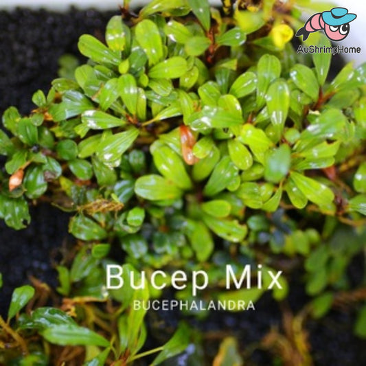 Mixed Mini Bucephalandra | Super Rare