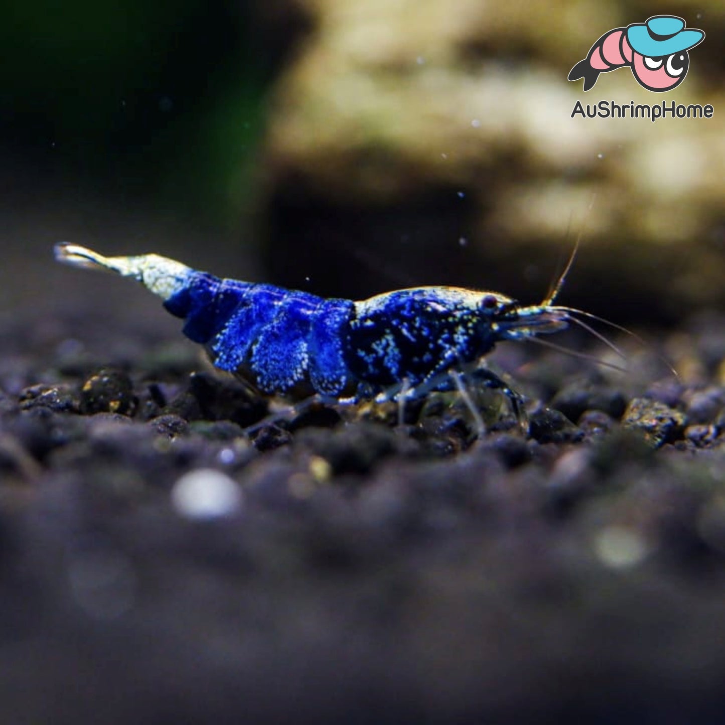 Blue Ocean | Comming Soon