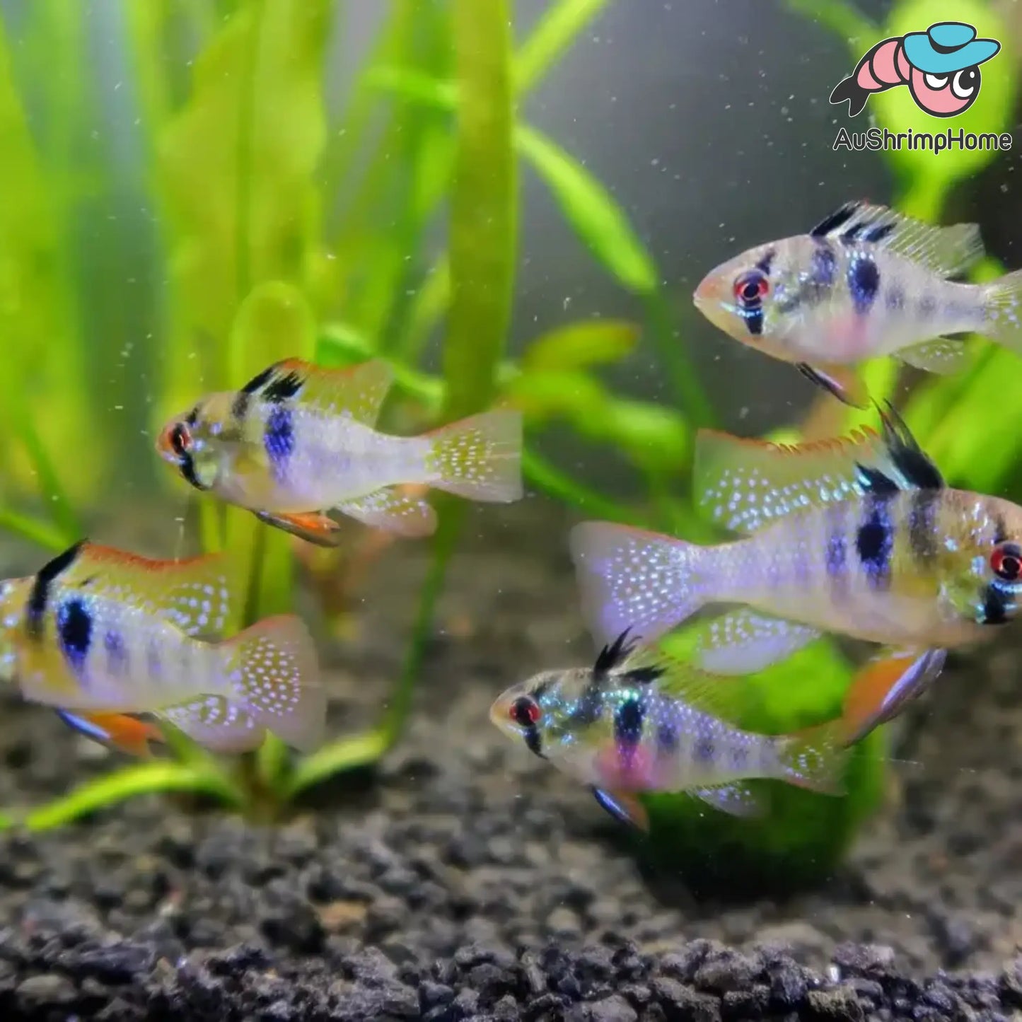 German Blue Ram