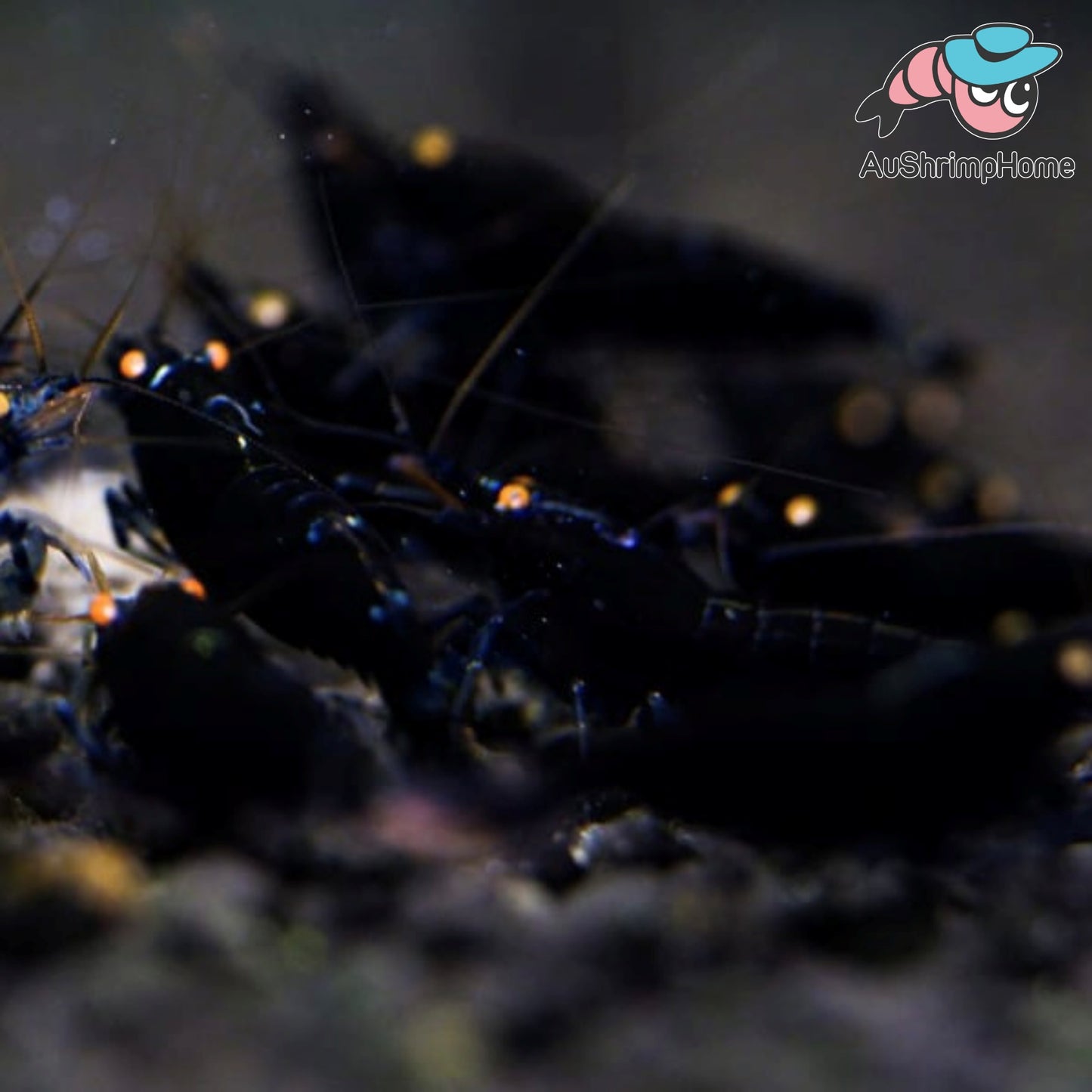 Orange Eyes Black Devil | Extremely Rare
